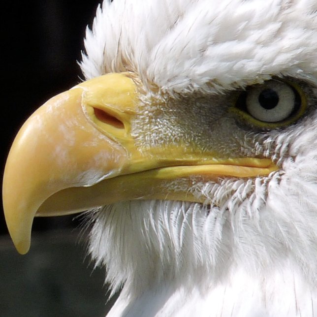 EAGLE BIRD OF PREY   TISSUE PAPER (Creator Uploaded)