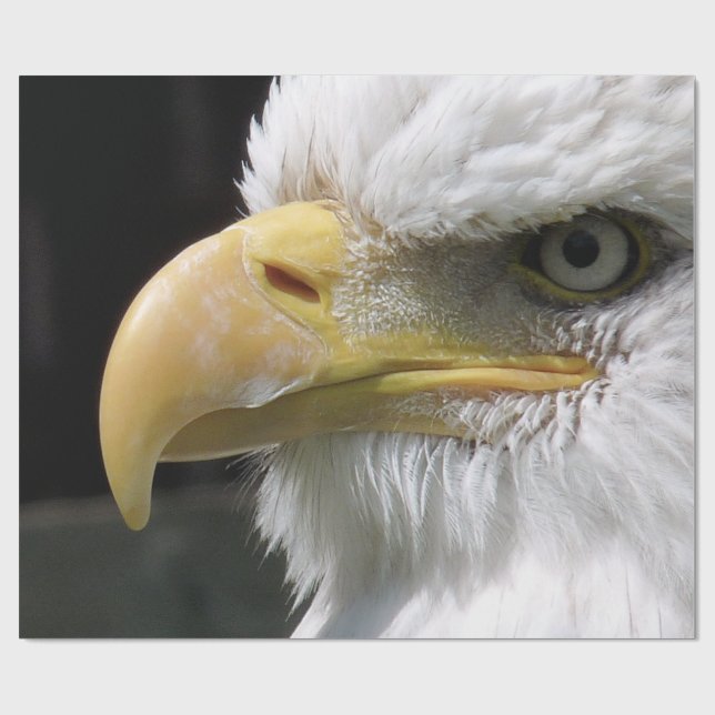 EAGLE BIRD OF PREY  WRAPPING PAPER (Flat)