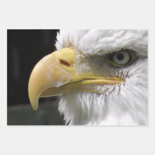 EAGLE BIRD OF PREY  WRAPPING PAPER SHEET