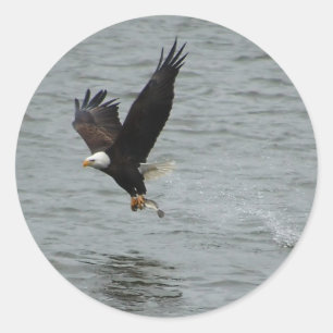 Eagle catching a fish classic round sticker