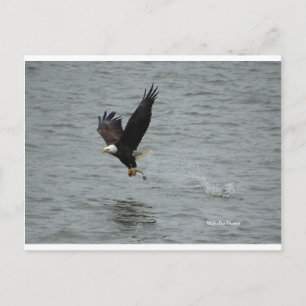 Eagle catching a fish postcard