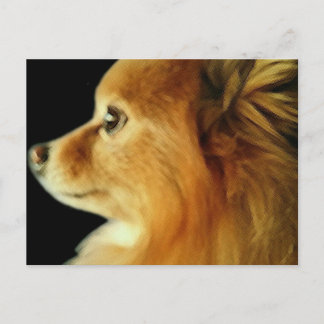 Eagle Eyed Pomeranian Postcard