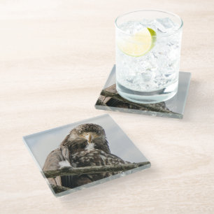 Eagle Face Funny Wildlife Bird Photography Glass Coaster