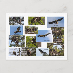 Eagle Family Life Postcard