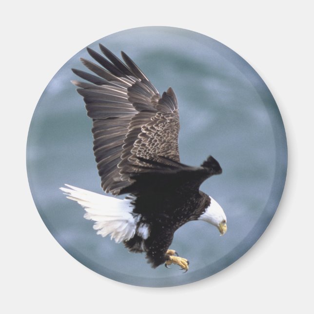 Eagle Flight Magnet (Front)