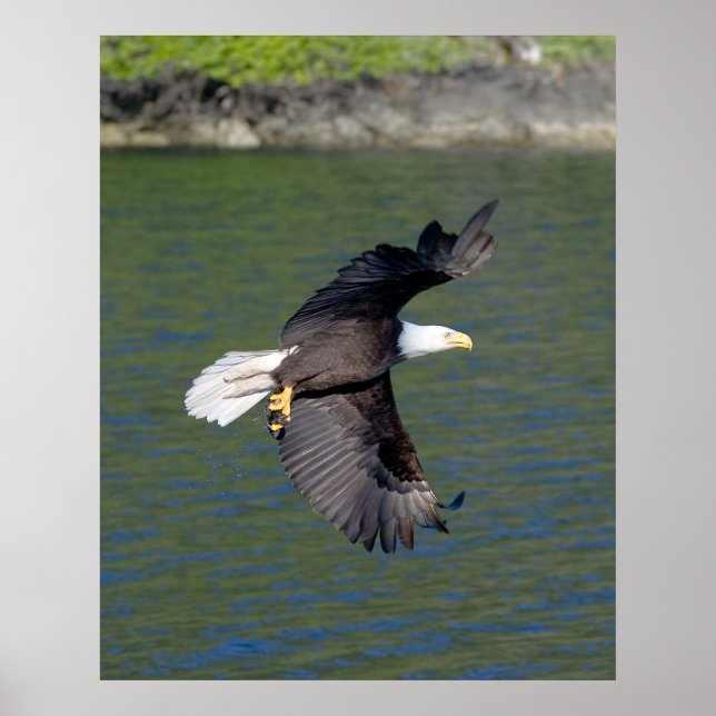 EAGLE FLIGHT POSTER (Front)