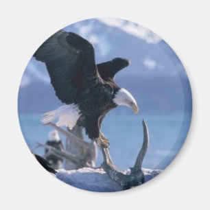 eagle fly2 magnet