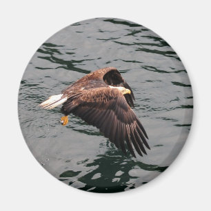 Eagle flying with wings out magnet