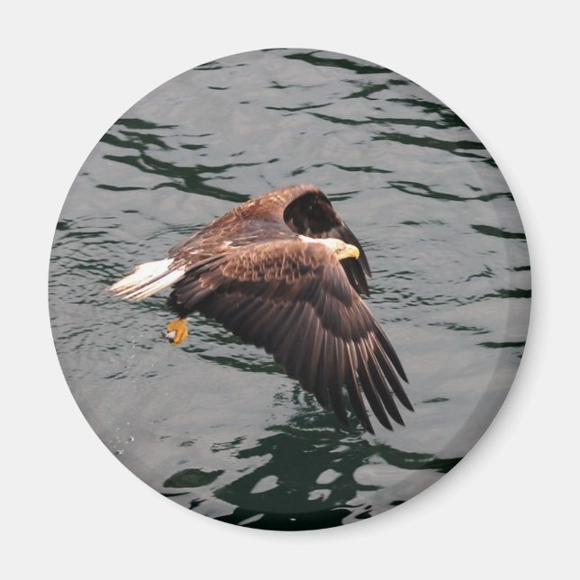 Eagle flying with wings out magnet (Front)
