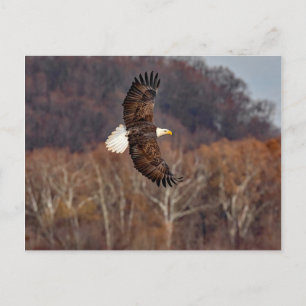 Eagle In Autumn Postcard