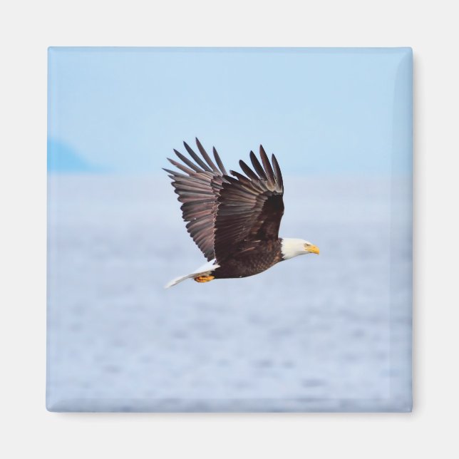 Eagle in Flight Magnet (Front)
