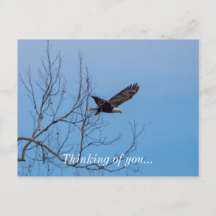 Eagle In Flight Postcard