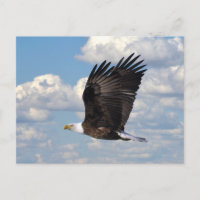 Eagle in the Sky Postcard