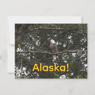 Eagle in the trees postcard