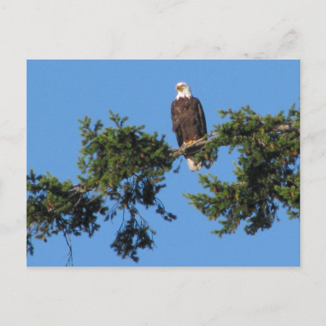 Eagle In Tree Postcard (Front)