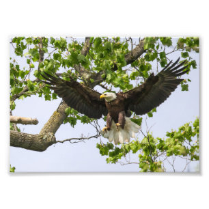 Eagle Landing Approach Photo Print