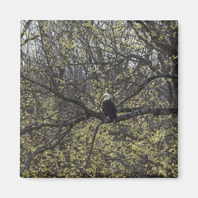 Eagle Lookout Painterly Magnet (Front)