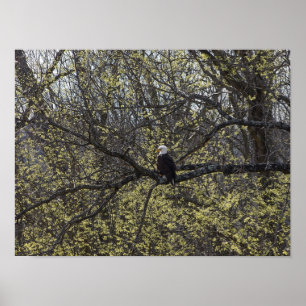 Eagle Lookout Painterly Poster