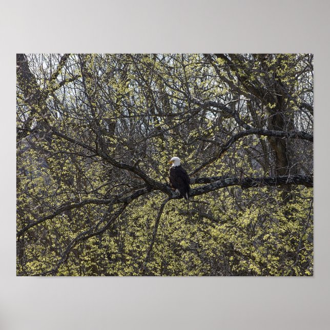 Eagle Lookout Painterly Poster (Front)