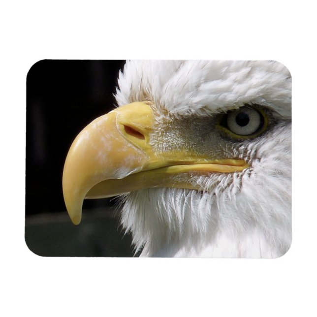 EAGLE  MAGNET (Horizontal)