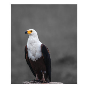 Eagle Minimalist Selective Color Photography Photo Print