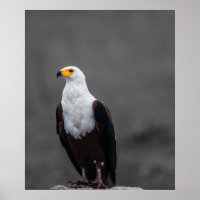 Eagle Minimalist Selective Colour Photography