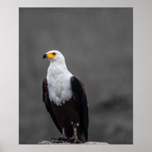 Eagle Minimalist Selective Colour Photography Poster