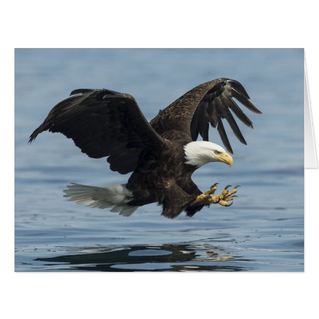 Eagle on Approach (Front Horizontal)