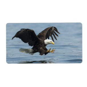 Eagle on Approach