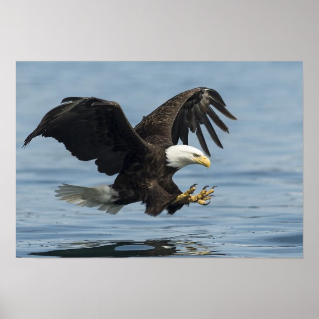 Eagle on Approach Poster (Front)