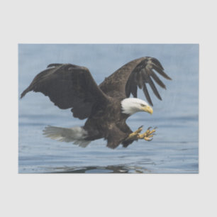 Eagle on Approach Tissue Paper