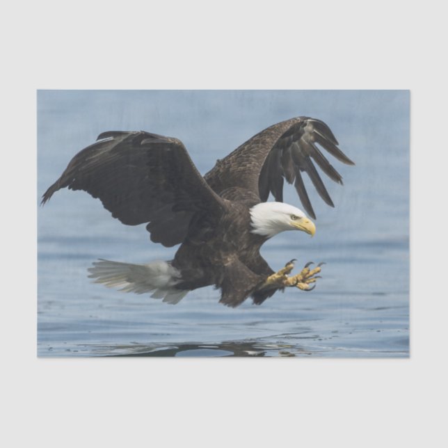 Eagle on Approach Tissue Paper (Front)
