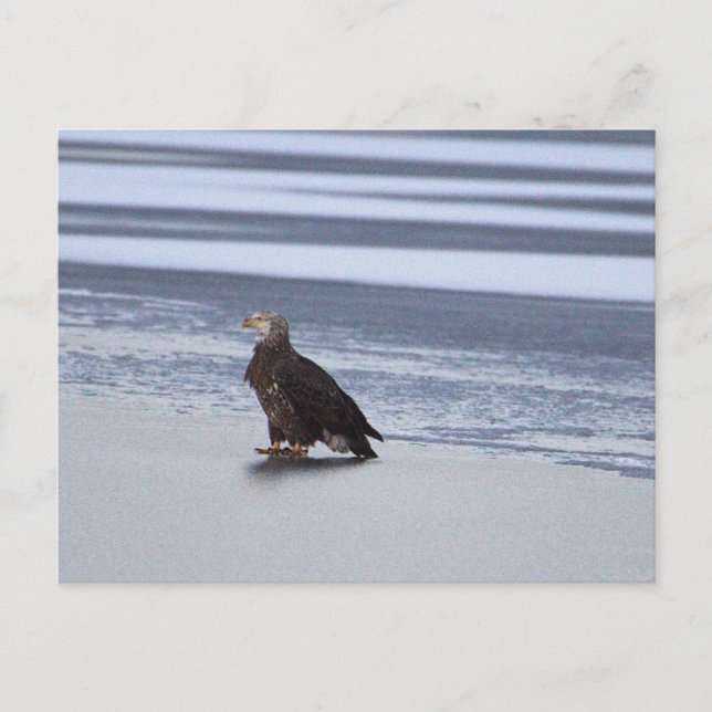 Eagle on Frozen Lake Postcard (Front)