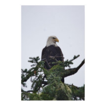 Eagle on tree top picture