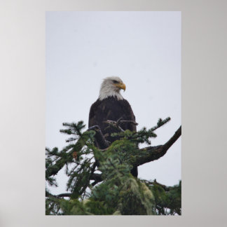 Eagle on tree top picture poster