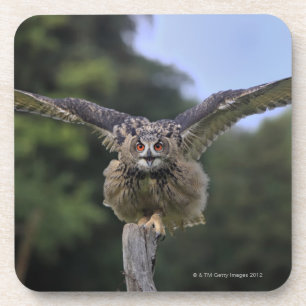 Eagle Owl (Bubo bubo) Coaster