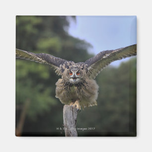Eagle Owl (Bubo bubo) Magnet