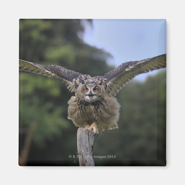 Eagle Owl (Bubo bubo) Magnet (Front)