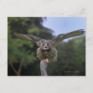Eagle Owl (Bubo bubo) Postcard