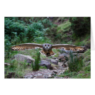 Eagle Owl. Forward Motion