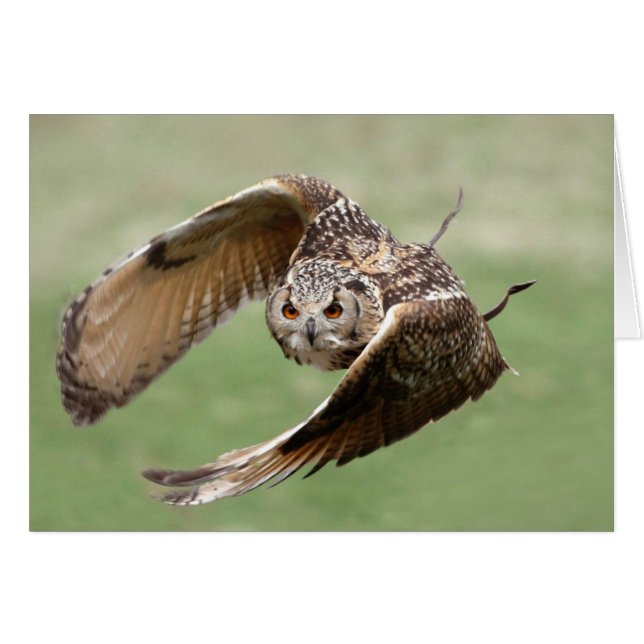 Eagle Owl In Flight (Front Horizontal)