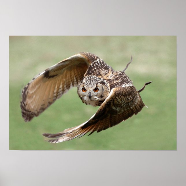 Eagle Owl In Flight Poster (Front)