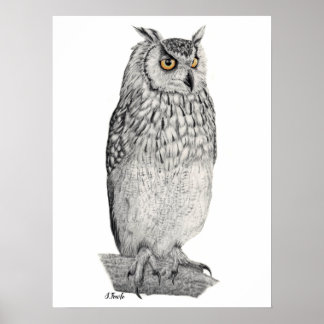 Eagle Owl Pencil Drawing Poster
