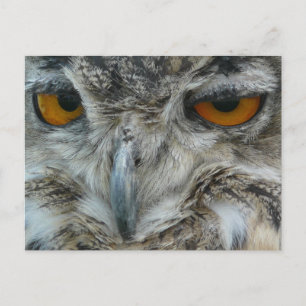 Eagle owl postcard