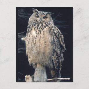Eagle owl postcard