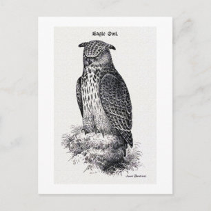 "Eagle Owl" Vintage Illustration Postcard