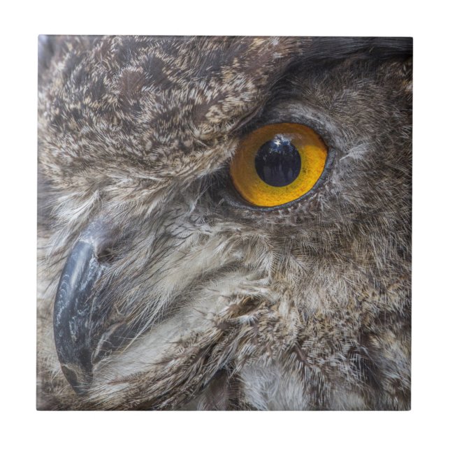 Eagle Owl With Intense Orange Eyes Ceramic Tile (Front)