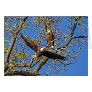 Eagle Pair