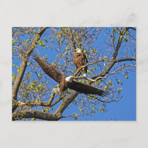 Eagle Pair Postcard