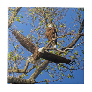 Eagle Pair Tile